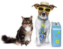Fur-tastic Travels: Tips on Traveling With Pets This Holiday Season!