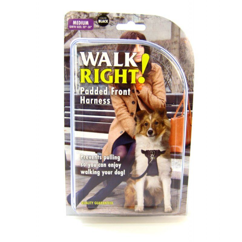 ZippyPaws Vivid Collection Teal Dog Collar — Concord Pet Foods & Supplies