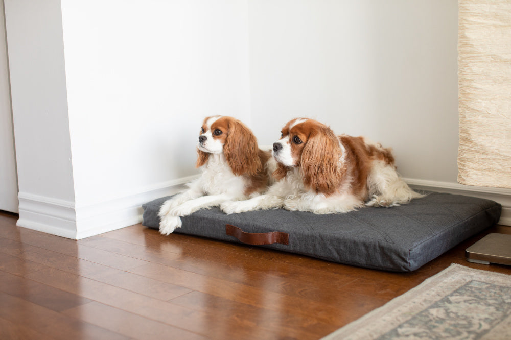 BeOneBreed Powernap Orthopedic Bed for Cats & Dogs