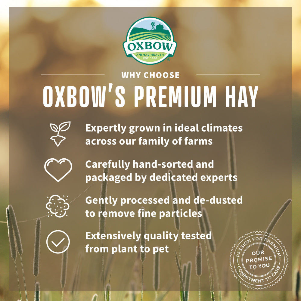 Oxbow Animal Health Orchard Grass Hay All Natural Grass Hay for Chinchillas Rabbits Guinea Pigs Hamsters & Gerbils