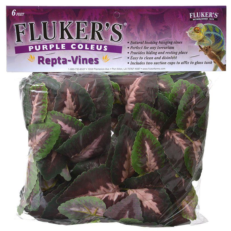 Fluker's Coleus Repta-Vines