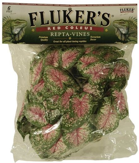 Fluker's Coleus Repta-Vines